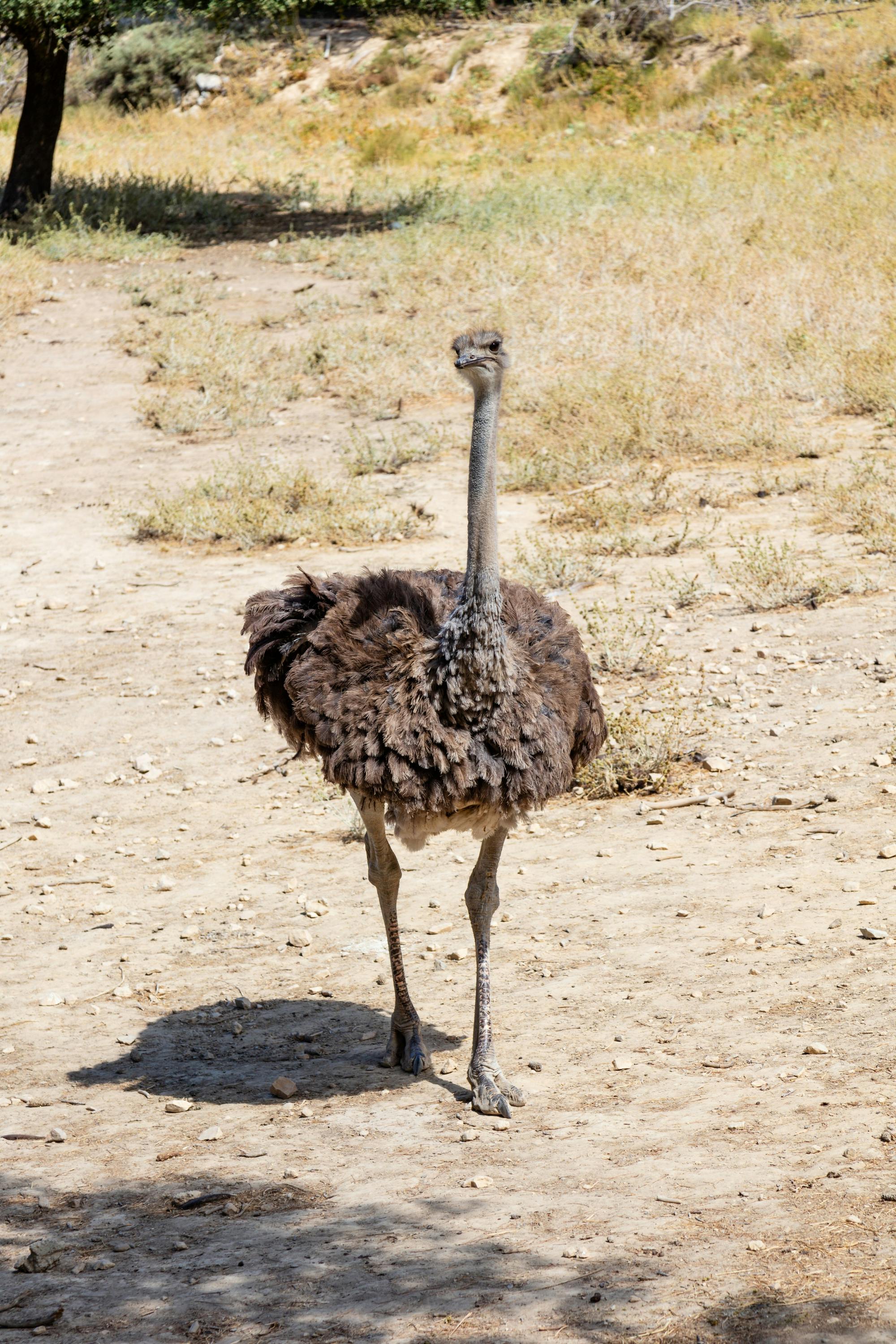 Barcelona Zoo – ticket only
