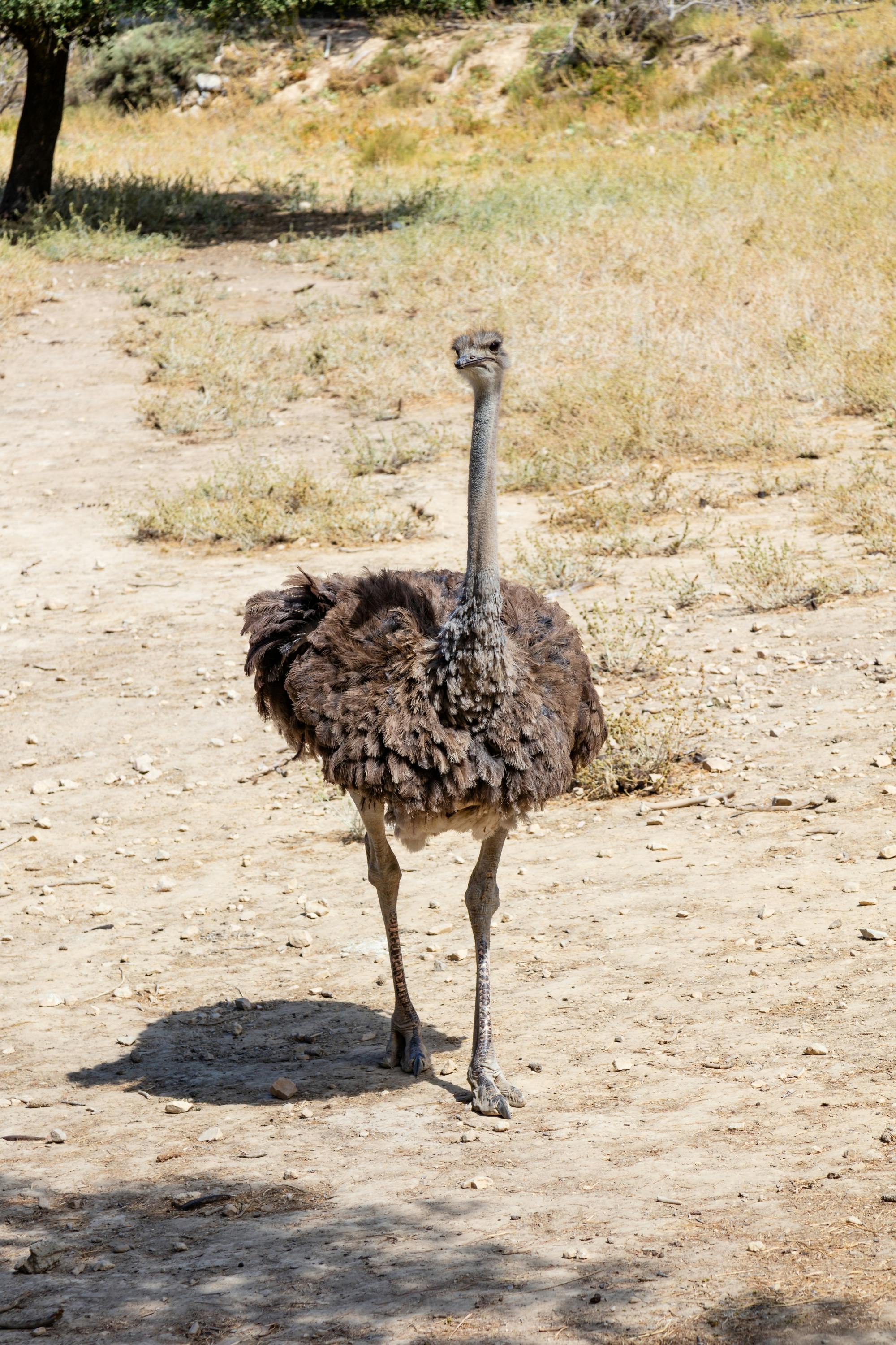 Barcelona Zoo – ticket only