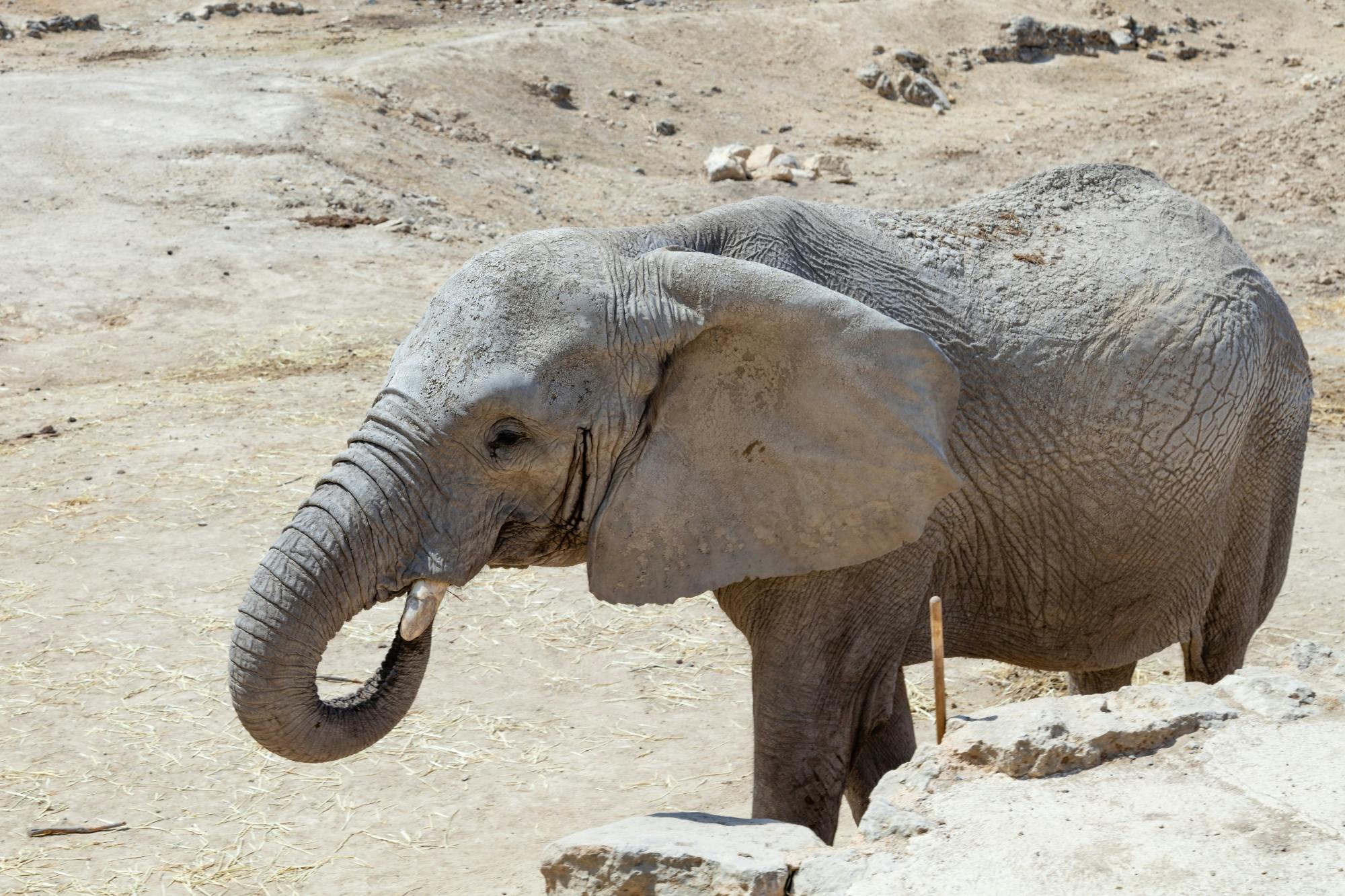 Barcelona Zoo – ticket only