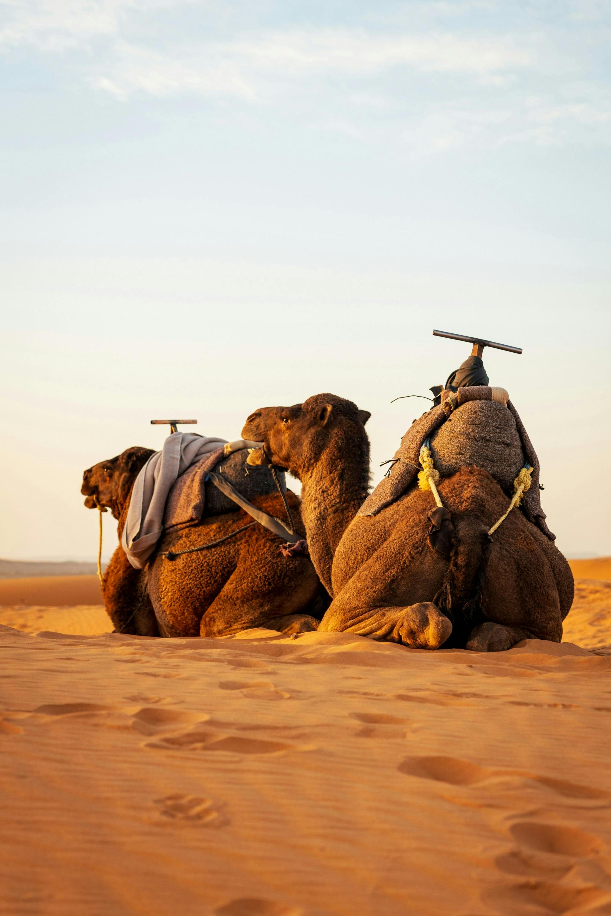 Giro privato in cammello al tramonto nel deserto di Agafay da Marrakech