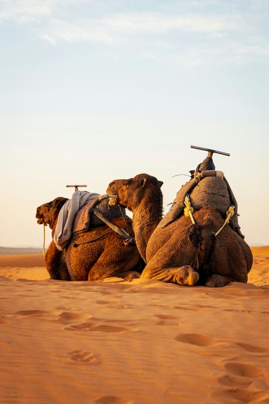 Giro privato in cammello al tramonto nel deserto di Agafay da Marrakech