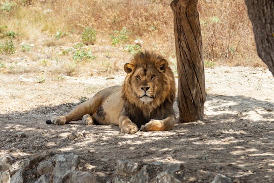 Ogród zoologiczny w Barcelonie – sam bilet
