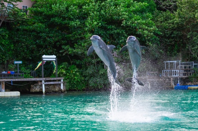 Dolphin Cove Ocho Rios regular tour
