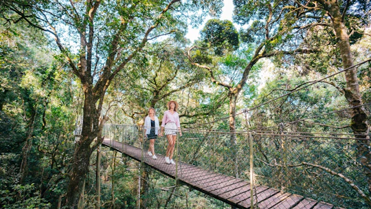 Lamington National Park, O'Reilly's and vineyard tour