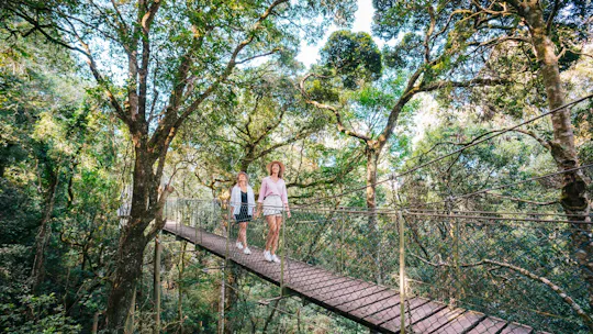 Lamington National Park, O'Reilly's and vineyard tour