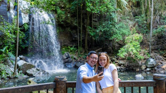 Visite guidée de la forêt tropicale du mont Tamborine et dégustations de produits