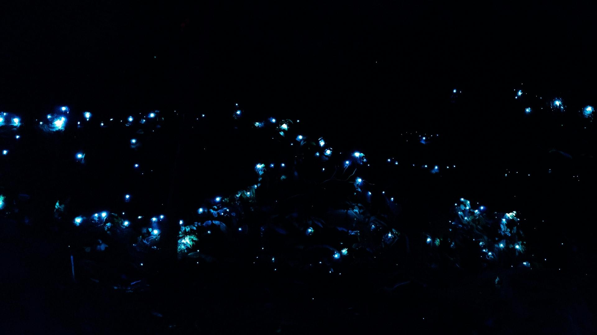 Recorrido nocturno por la selva tropical y las luciérnagas