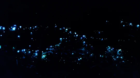 Evening rainforest and glow worm tour