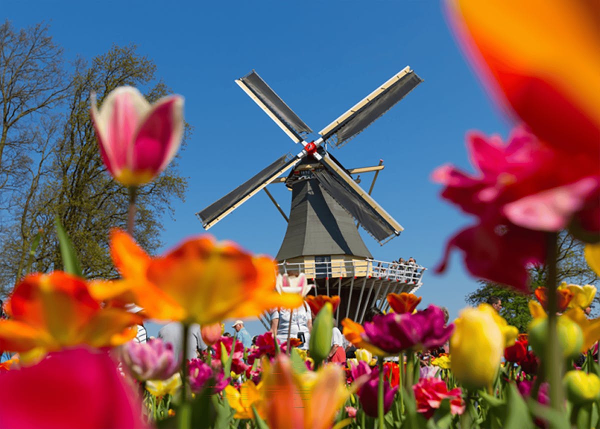 Kaartjes voor de Keukenhof en een rondleiding met vervoer inclusief audiogids