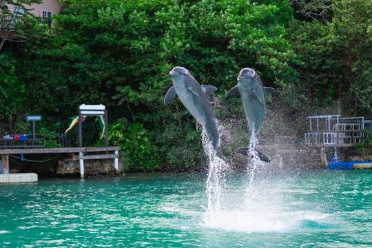 Dolphin Cove Ocho Rios i park rozrywki Yaaman Adventure Park