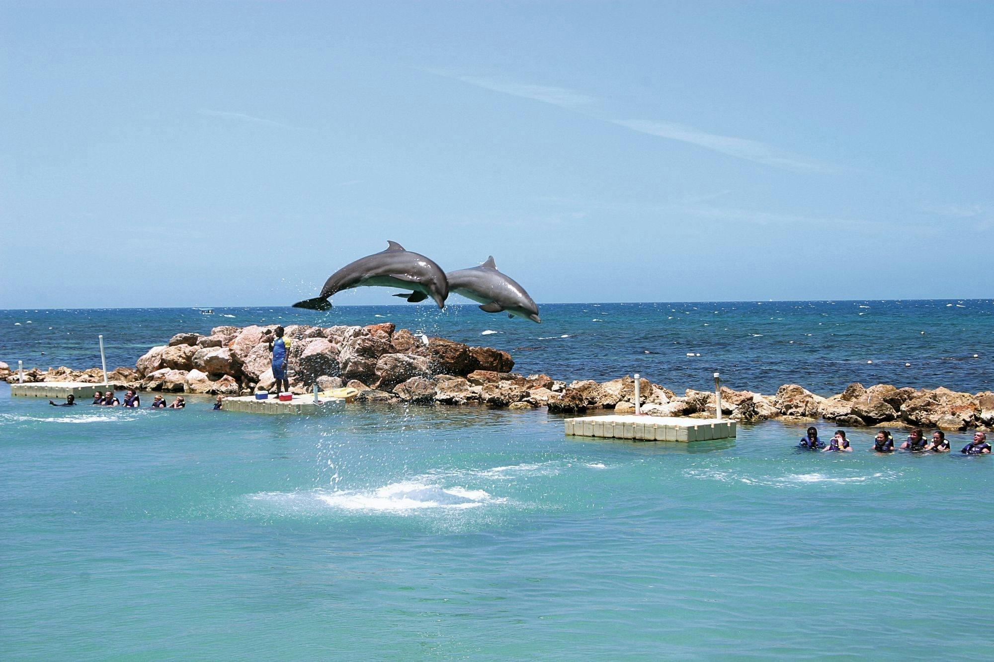 Dolphin Cove Ocho Rios and Yaaman Adventure Park