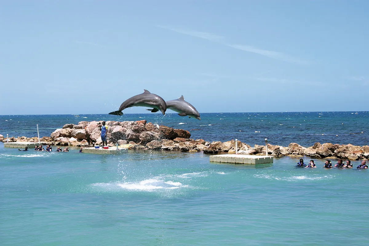 Dolphin Cove Ocho Rios and Yaaman Adventure Park