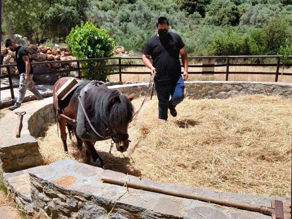 Flavours of Crete 4x4 tour with olive oil mill and winery visits