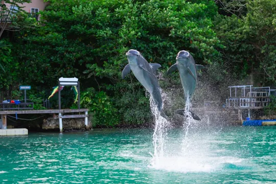 Dolphin Cove Ocho Rios and Yaaman Adventure Park
