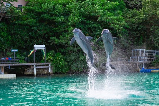 Dolphin Cove Ocho Rios e Parque de Aventura Yaaman