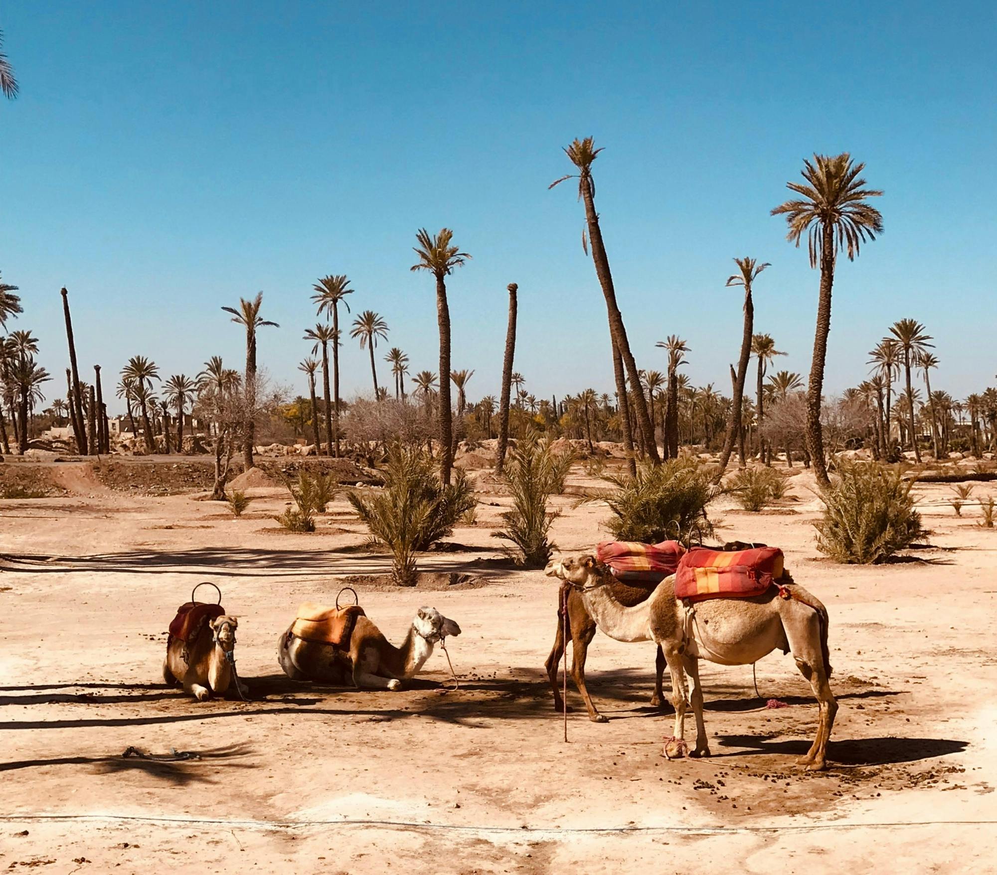 Palmeraie camel ride from Marrakech with tea break