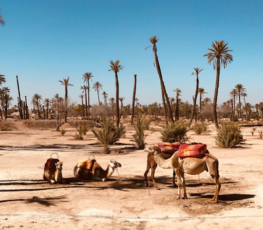 Palmeraie camel ride from Marrakech with tea break