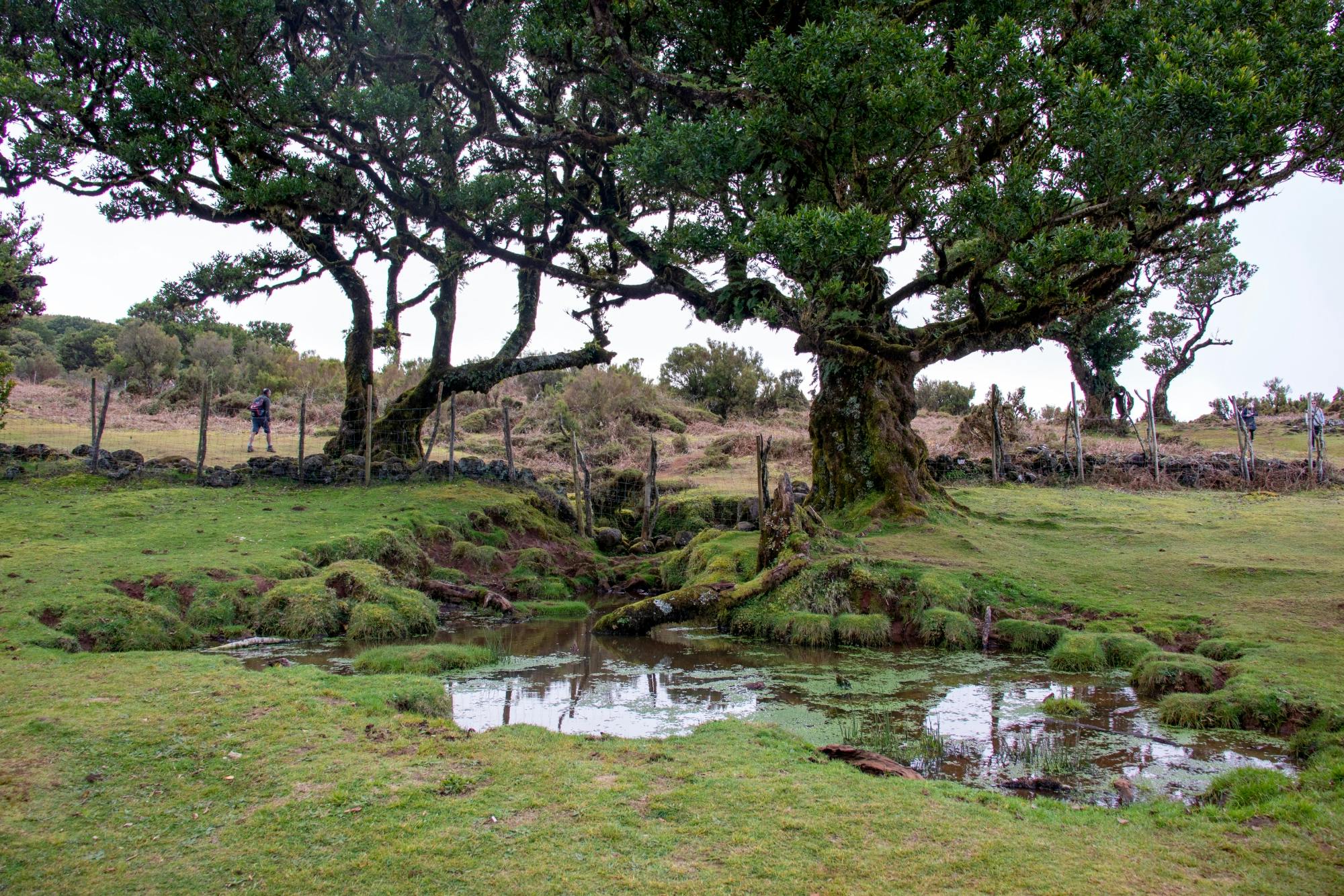 Northwest Madeira 4x4 tour with Laurisilva forest and lunch
