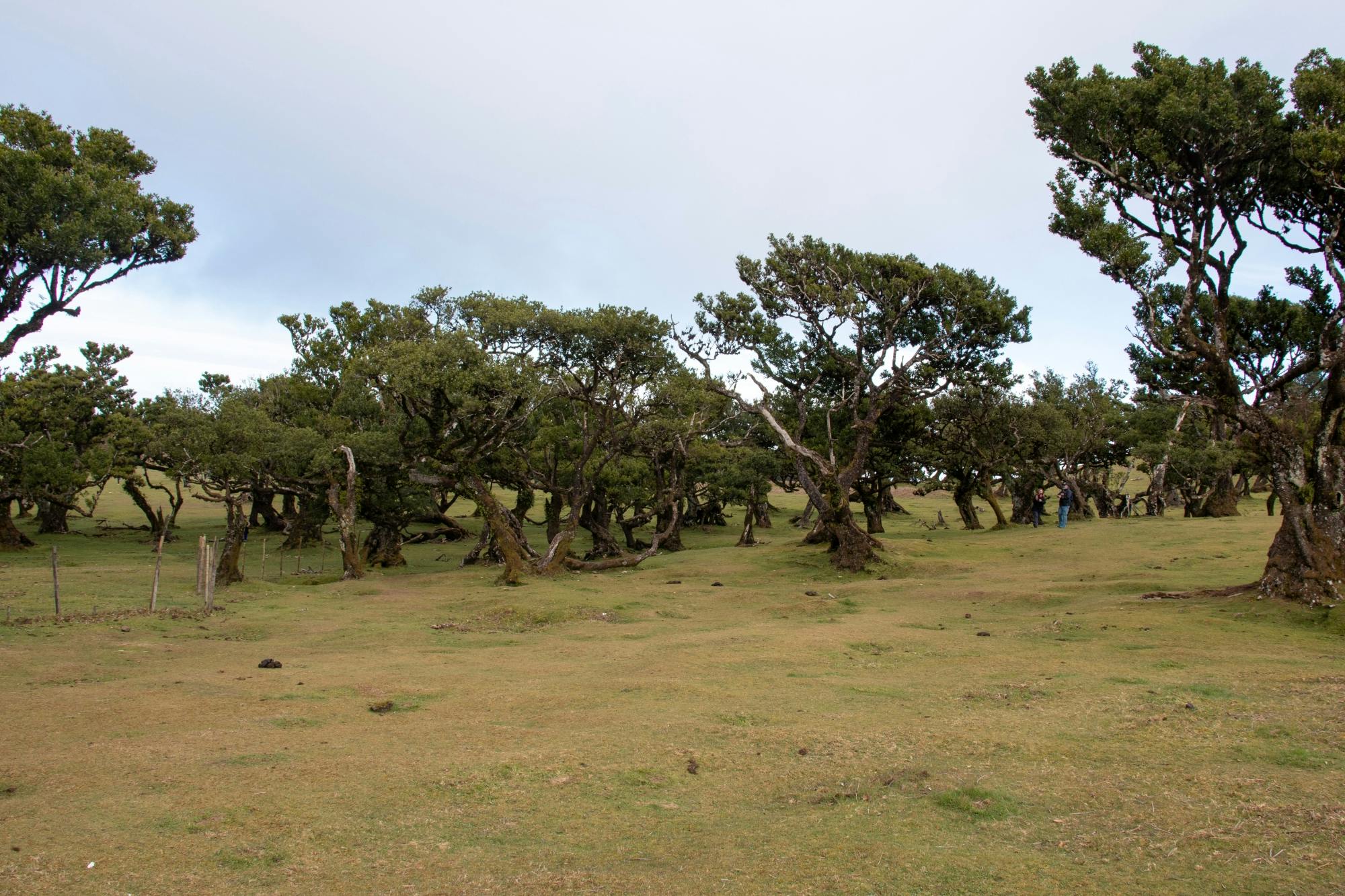 Northwest Madeira 4x4 tour with Laurisilva forest and lunch