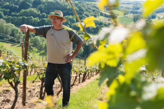 Romantic Road day trip with wine tasting from Frankfurt