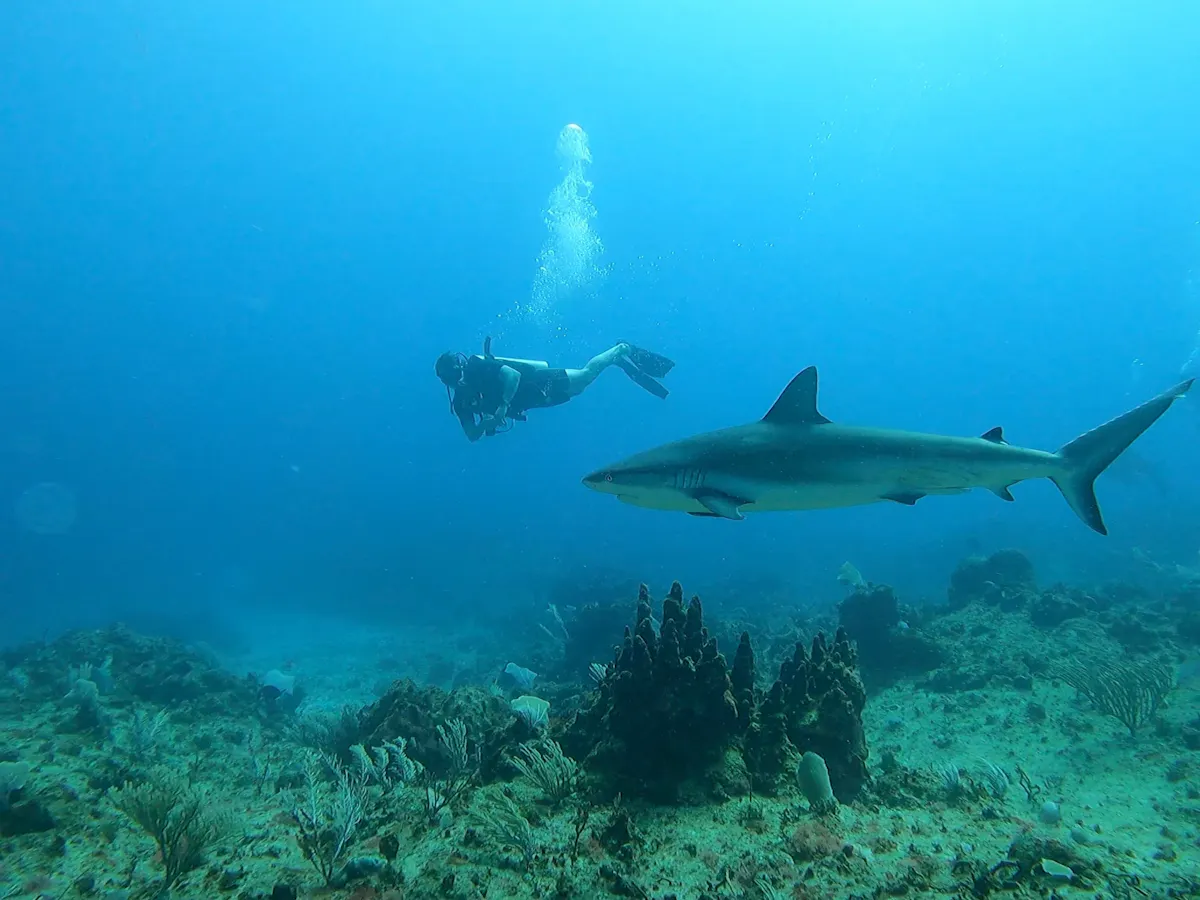 Punta Cana shark diving adventure