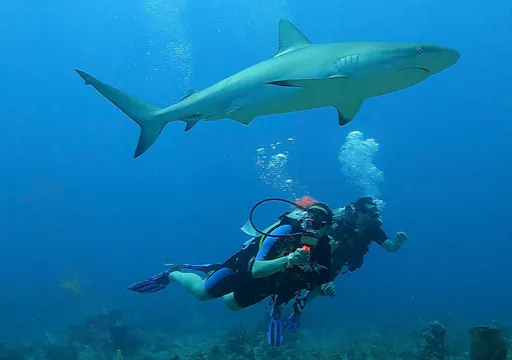 Punta Cana shark diving adventure