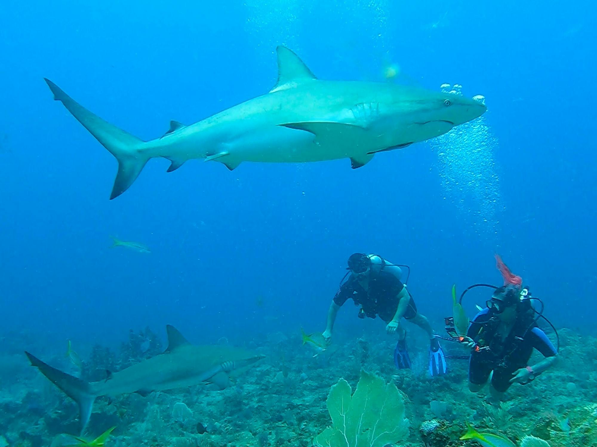 Punta Cana shark diving adventure