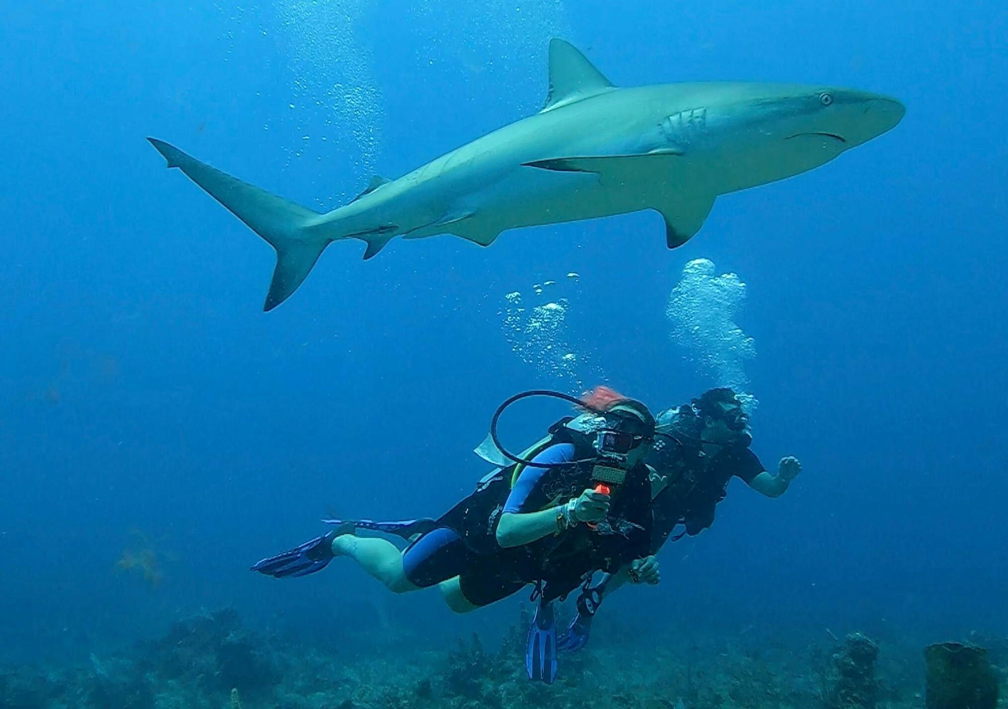 Punta Cana shark diving adventure