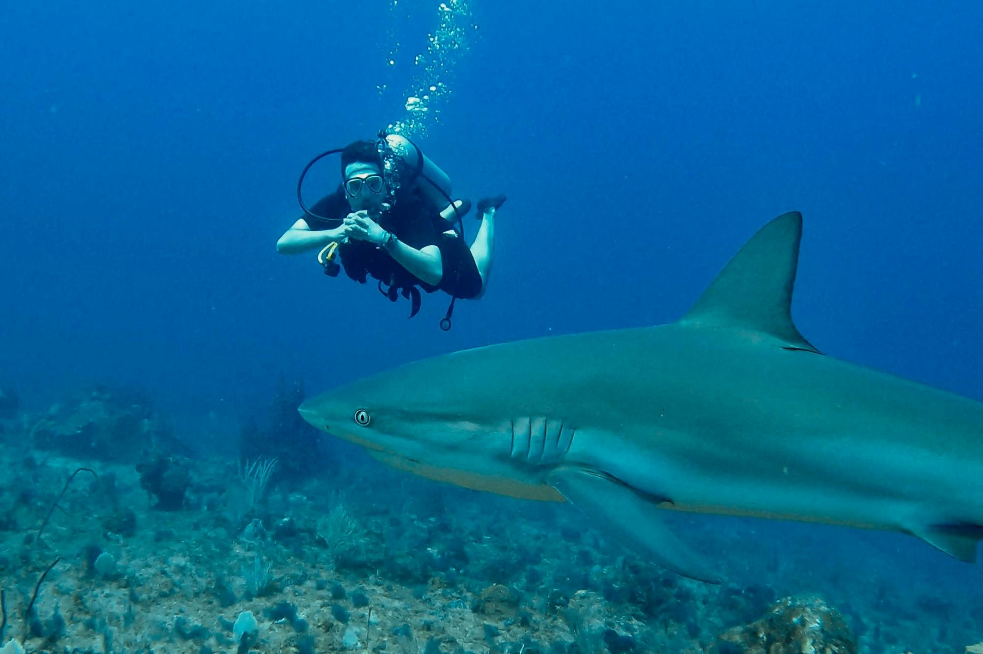 Aventura de buceo con tiburones en Punta Cana