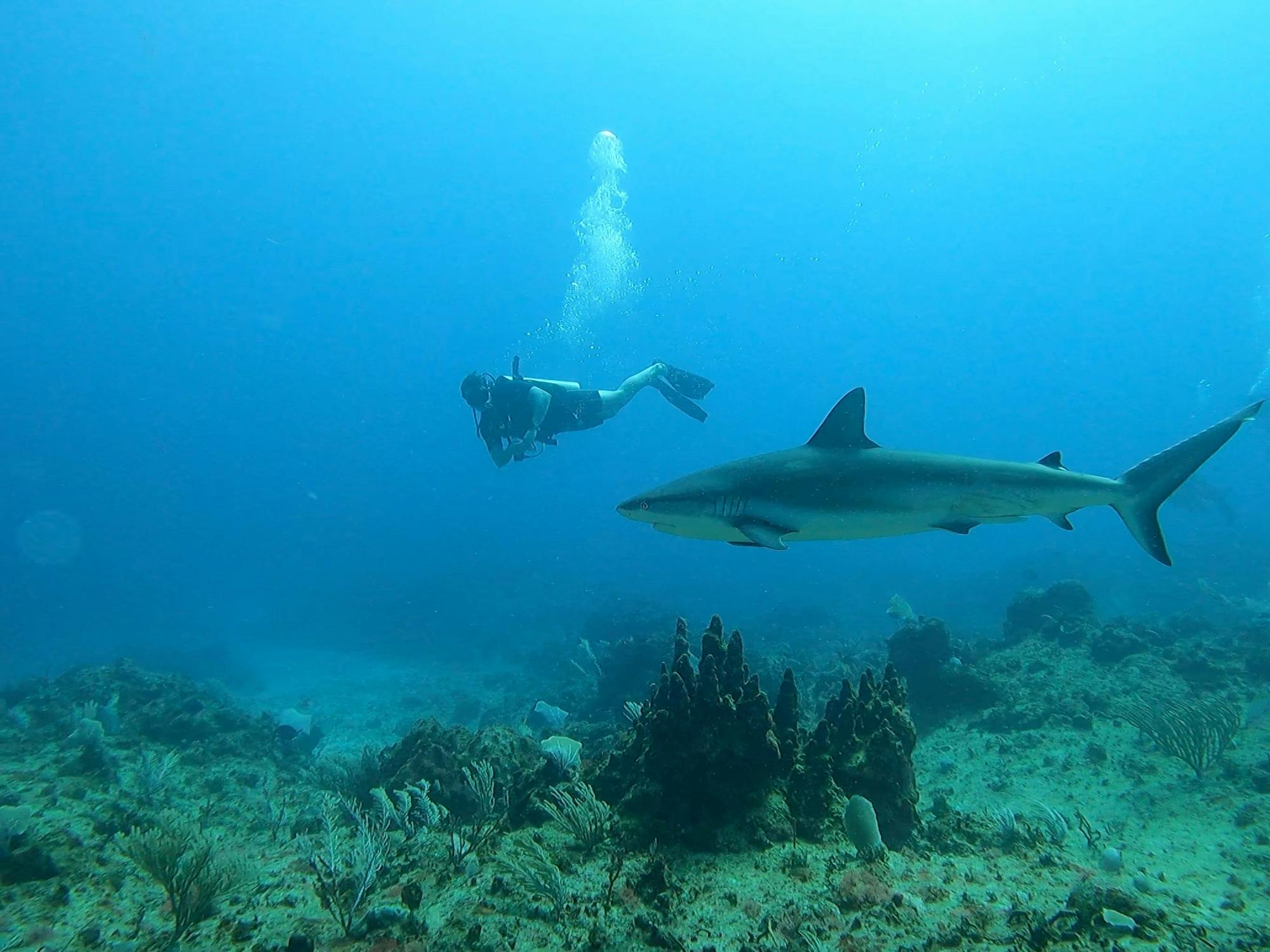 Punta Cana shark diving adventure