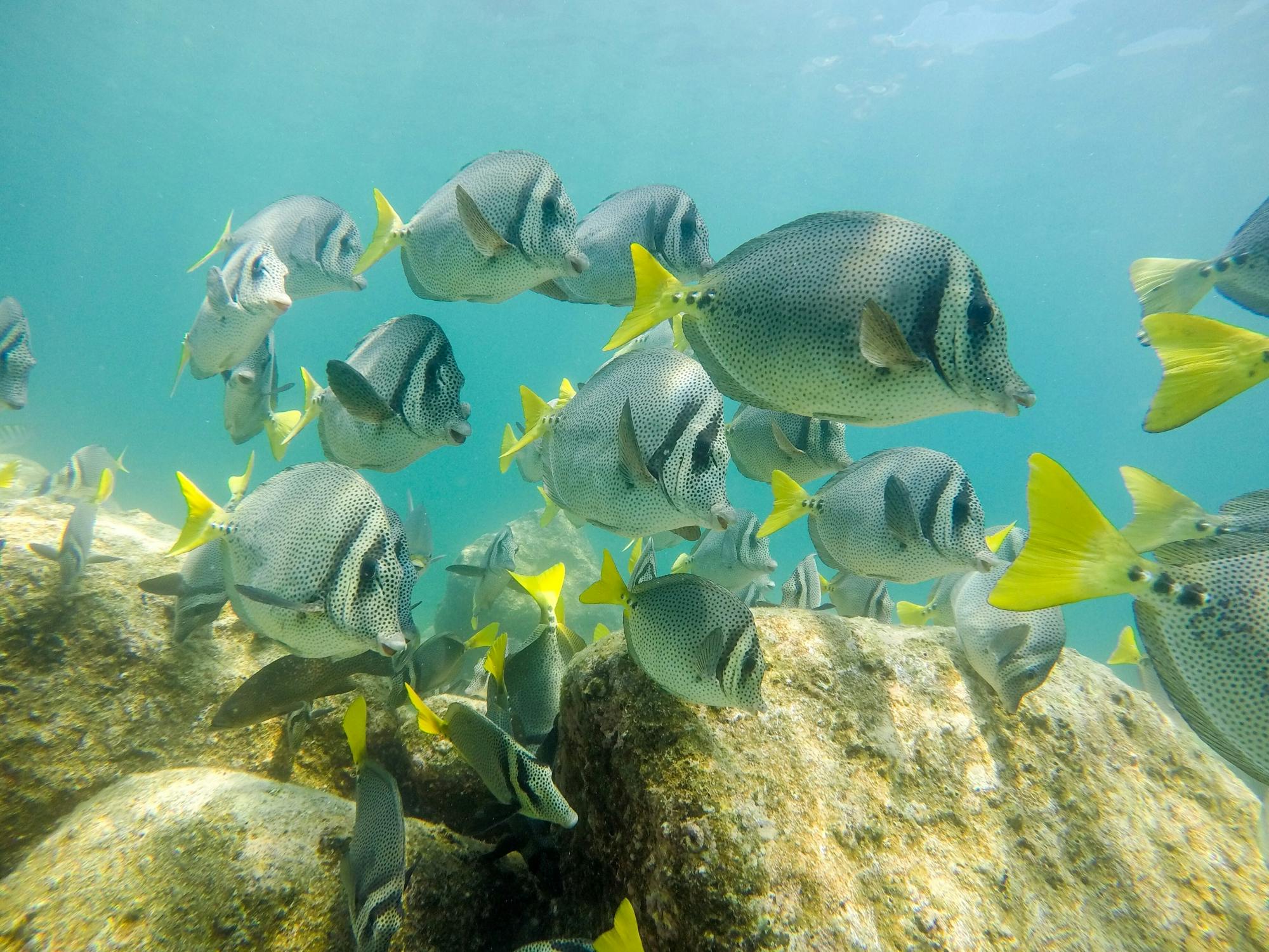 Balandra Beach catamaran cruise with lunch and open bar