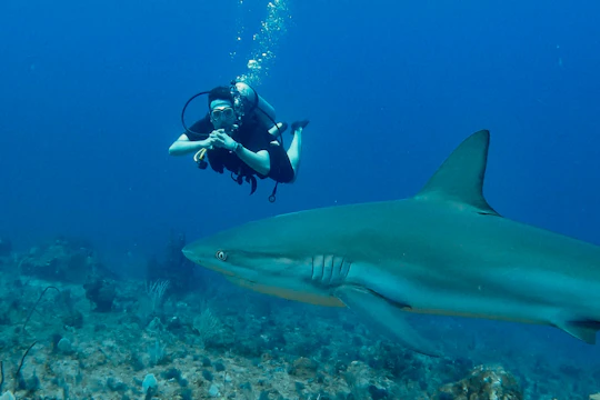 Punta Cana shark diving adventure