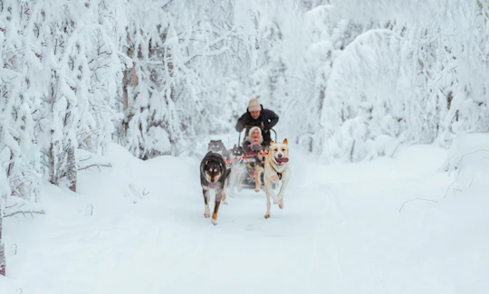 10 km husky safari and Lappish kota from Rovaniemi