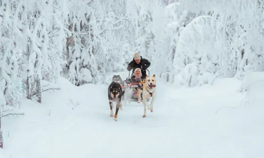 10 km husky safari and Lappish kota from Rovaniemi