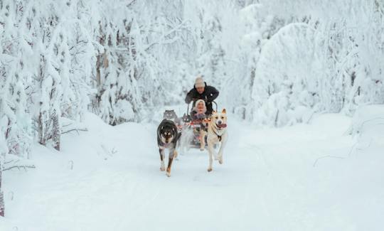 10 km husky safari and Lappish kota from Rovaniemi