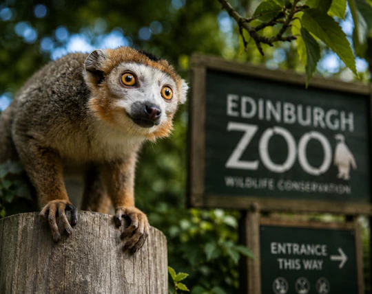Edinburgh Zoo entrance ticket included eSIM