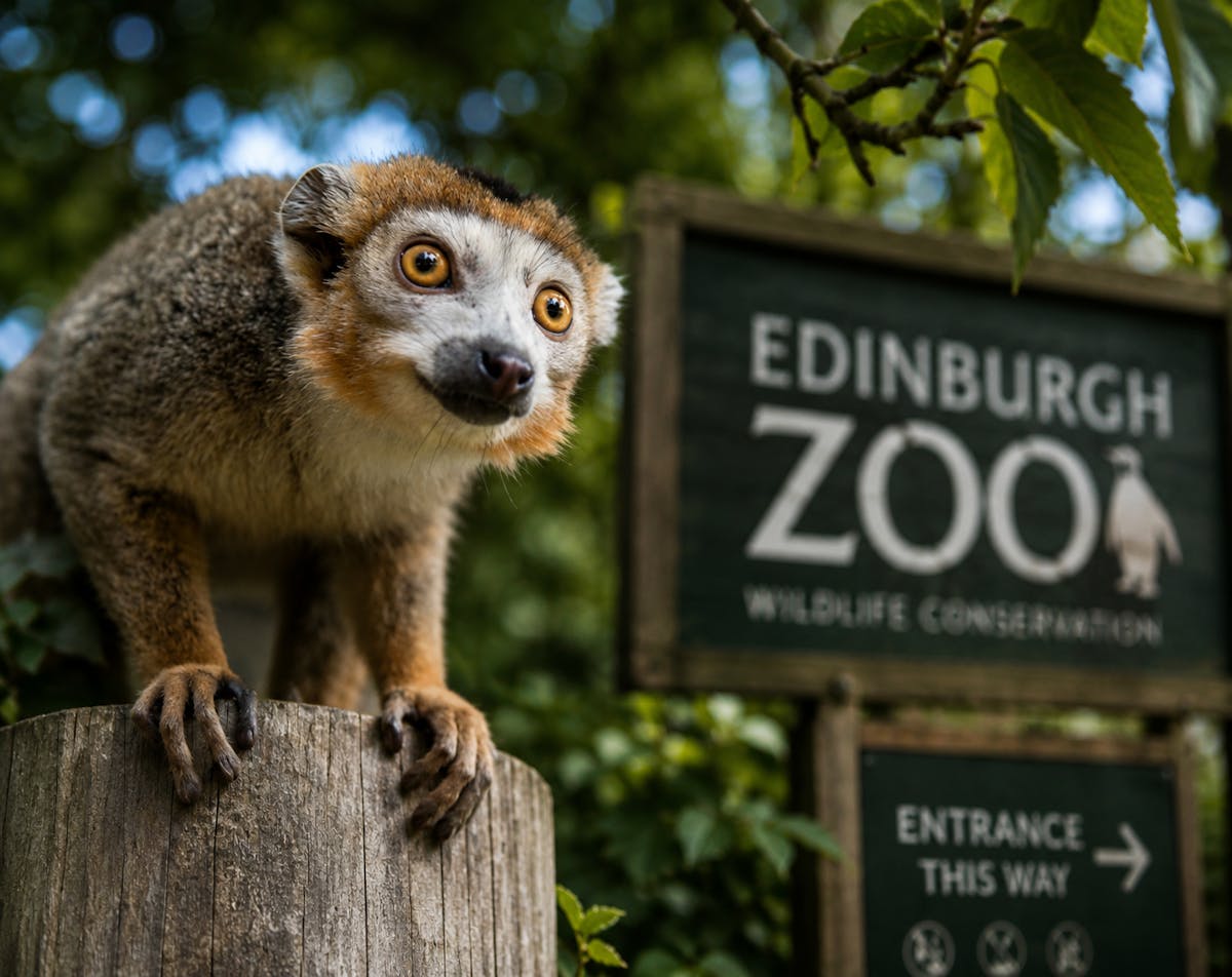 Toegangskaart voor de dierentuin van Edinburgh inclusief eSIM