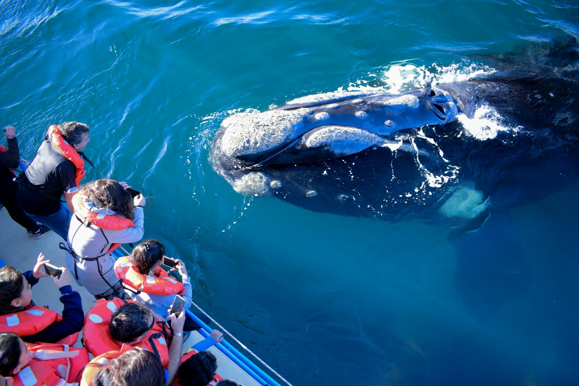 Whale watching- en zwemtocht met schildpadden in Máncora