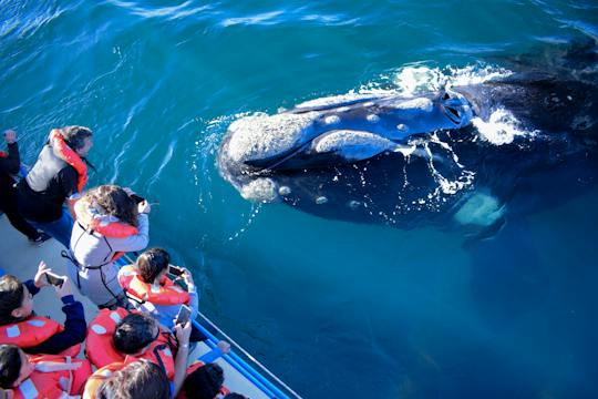 Whale watching- en zwemtocht met schildpadden in Máncora