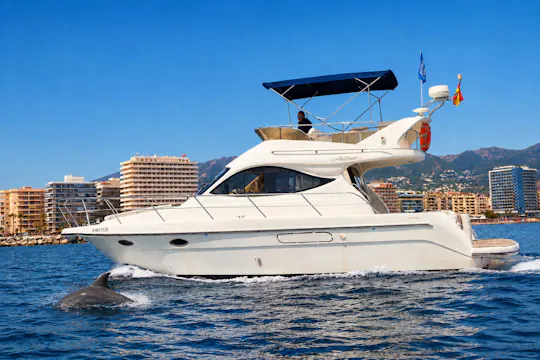 Dolphin watching on a luxury shared yacht with drink