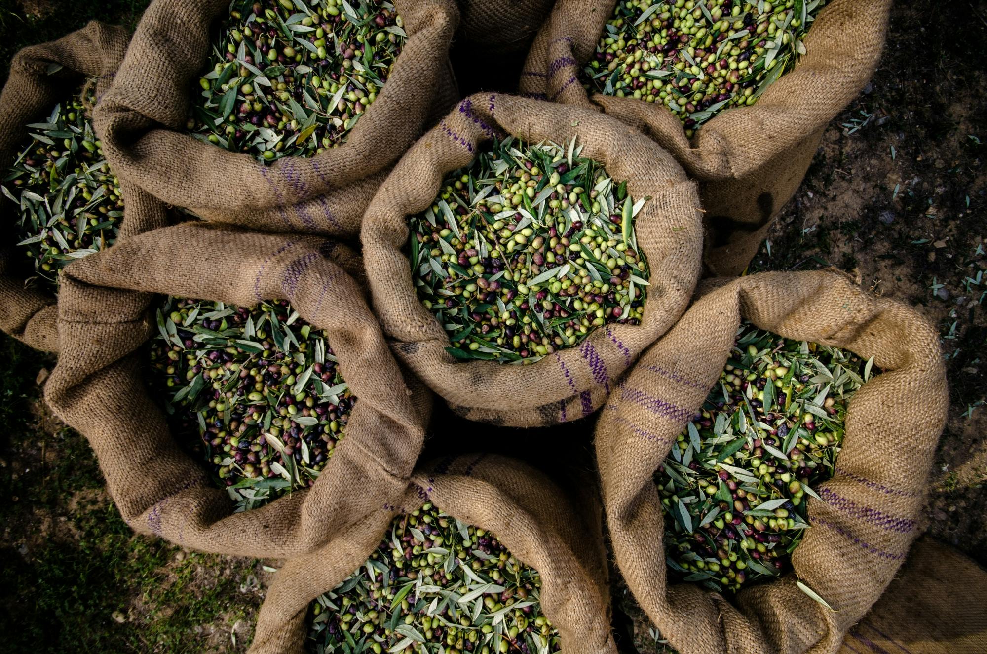 Oil mill tour and tasting experience in Abruzzo