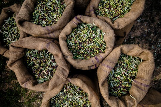 Oil mill tour and tasting experience in Abruzzo