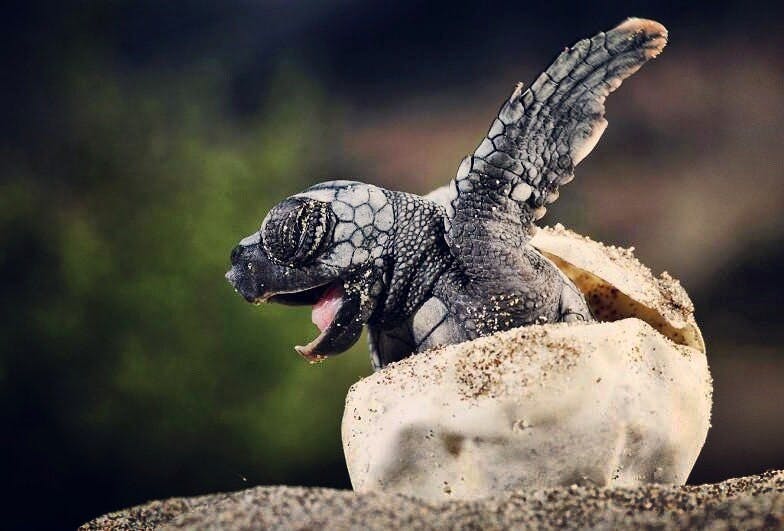 Turtle watching experience