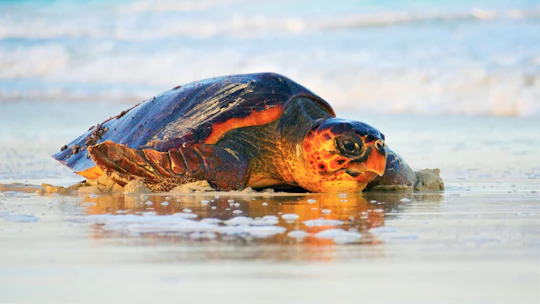 Adults-only turtle watching