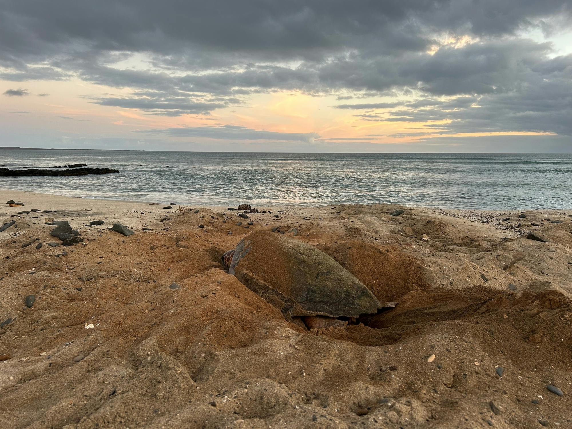 Adults-only turtle watching