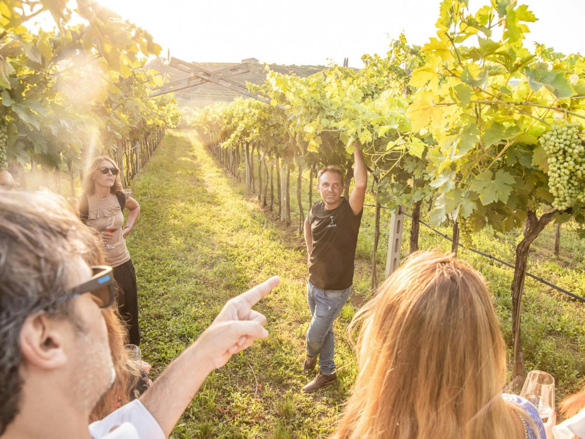 Classic Italian wine-tasting tour of Soave and Valpolicella