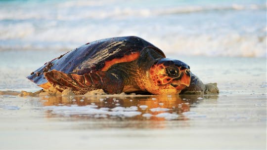 Schatzsuche für die ganze Familie mit Schildkrötenbeobachtung