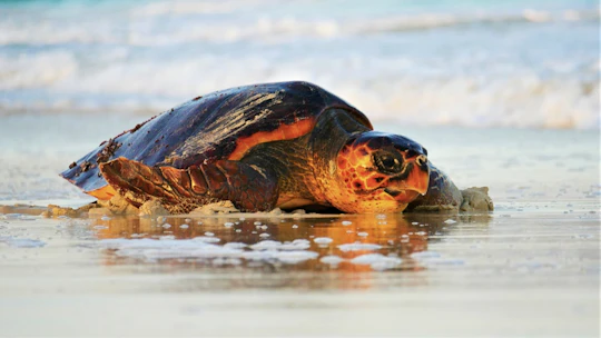 Family turtle-watching treasure hunt