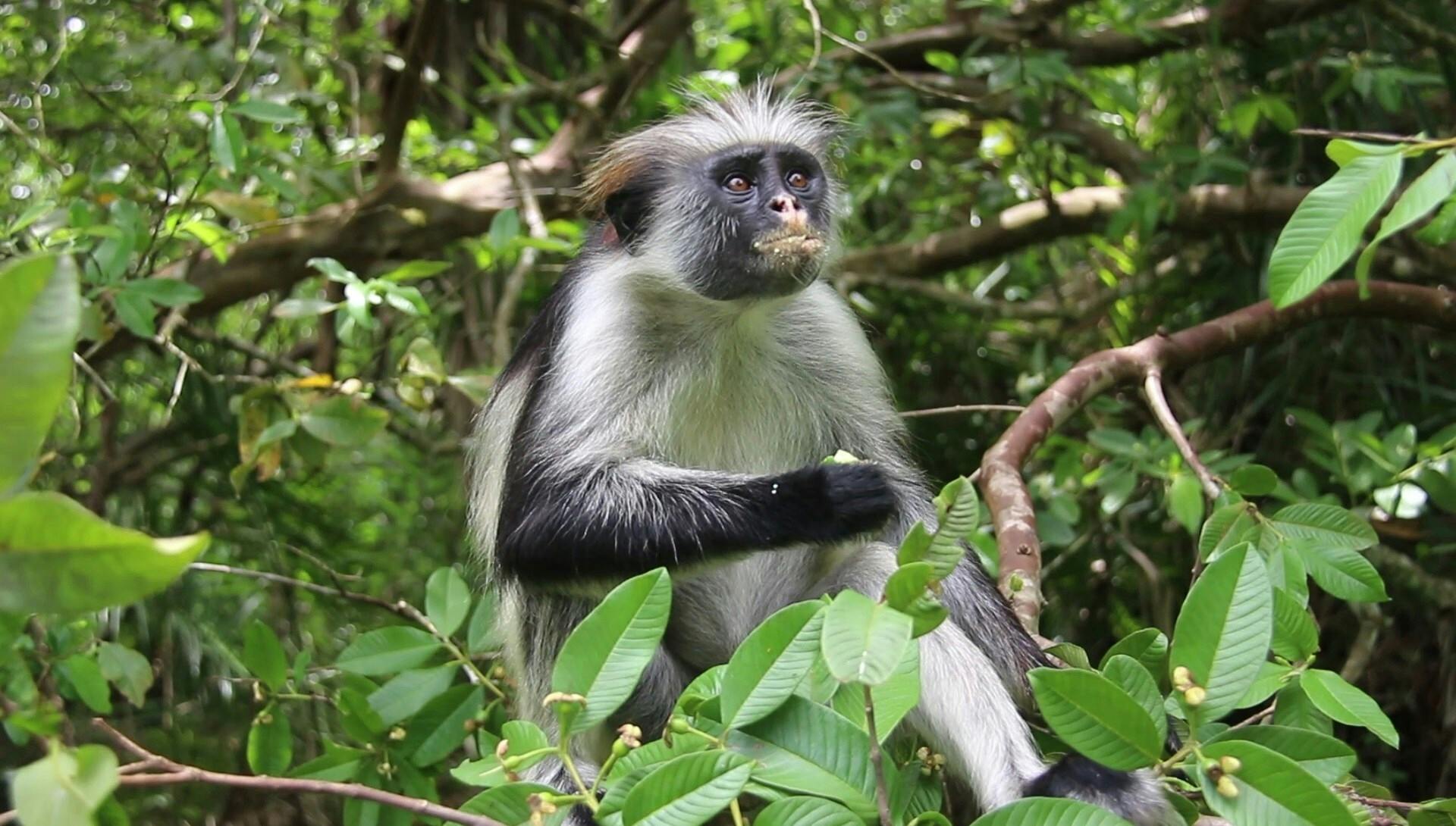 Zanzibar Jozani Forest, cave and village adventure private tour