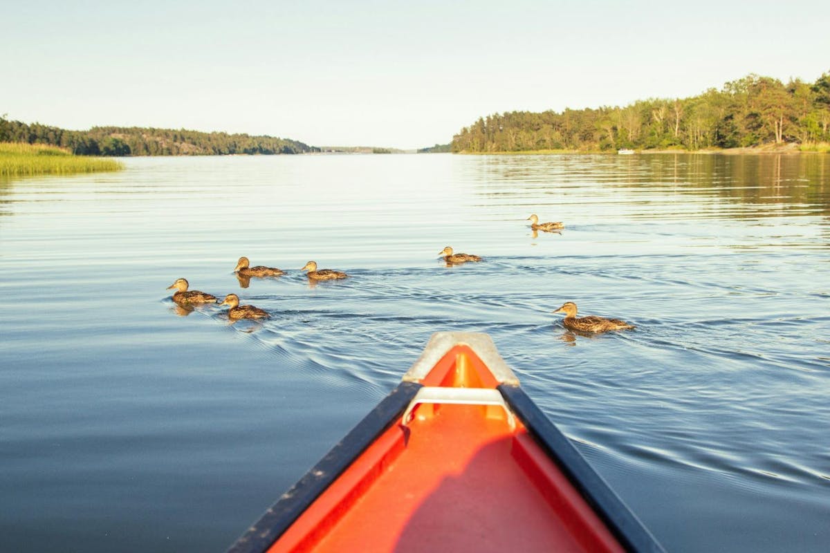 Kano-tocht langs bevers bij zonsondergang in Stockholm, inclusief diner aan het water